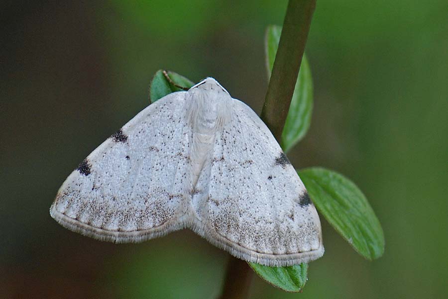 Notturna da Id. : Lomographa bimaculata